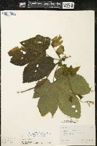 Humulus lupulus var. lupuloides image