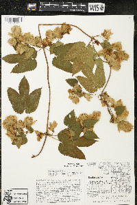 Humulus lupulus var. lupuloides image