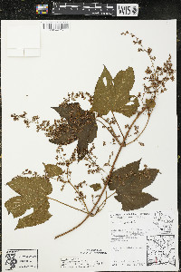 Humulus lupulus var. lupuloides image