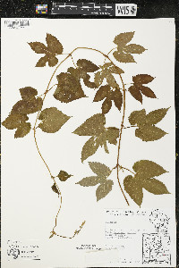 Humulus lupulus var. lupuloides image