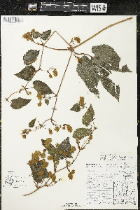 Humulus lupulus var. lupuloides image