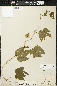 Humulus lupulus var. lupuloides image