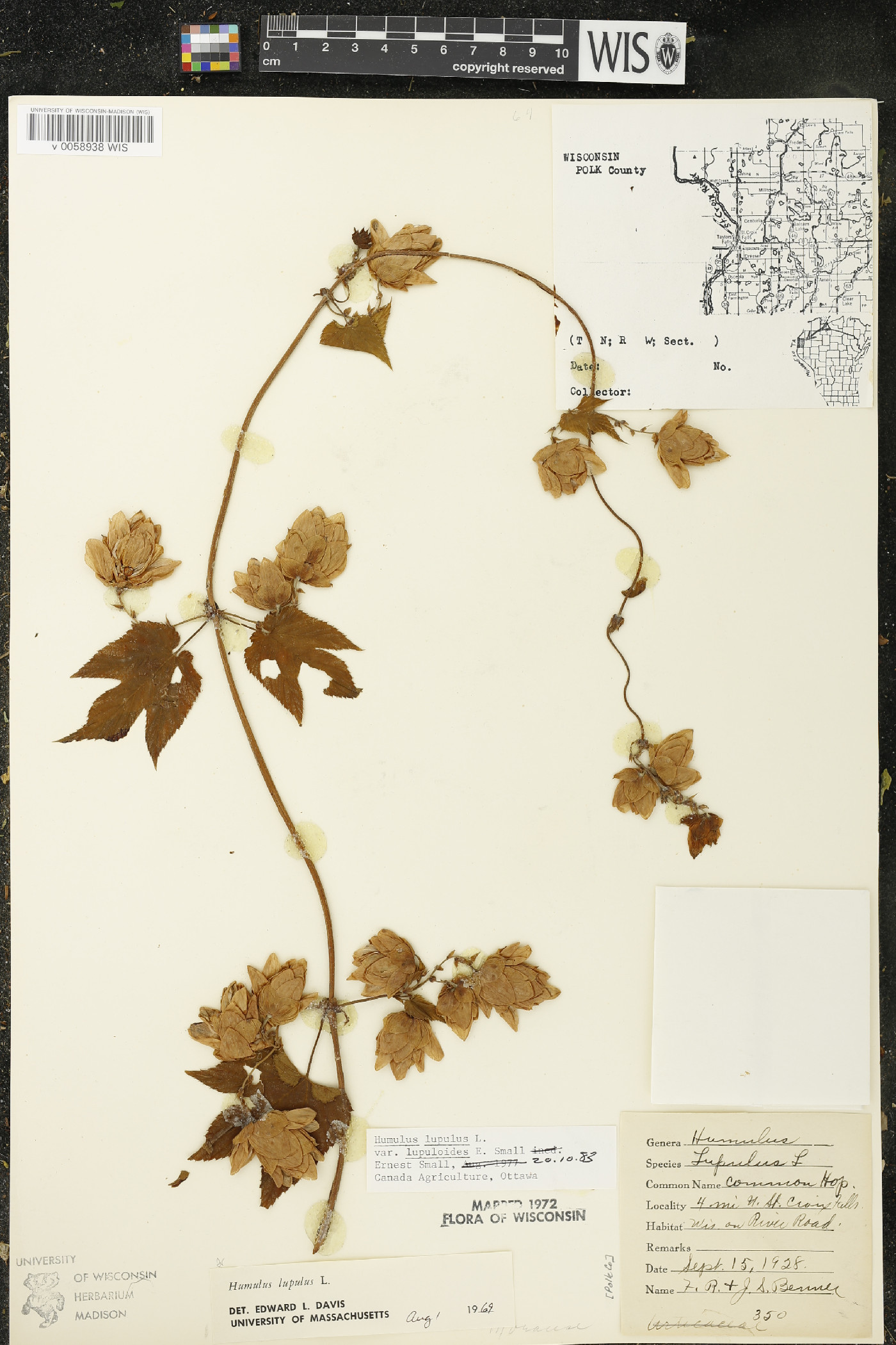 Humulus lupulus var. lupuloides image