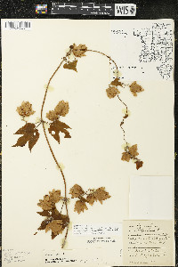 Humulus lupulus var. lupuloides image