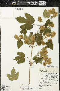 Humulus lupulus var. lupuloides image