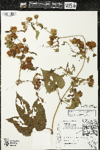 Humulus lupulus var. lupuloides image