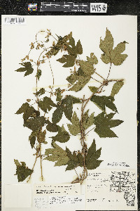 Humulus lupulus var. lupuloides image