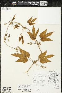 Humulus lupulus var. lupuloides image