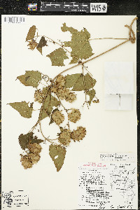 Humulus lupulus var. lupuloides image