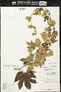 Humulus lupulus var. lupuloides image