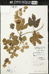 Humulus lupulus var. lupuloides image