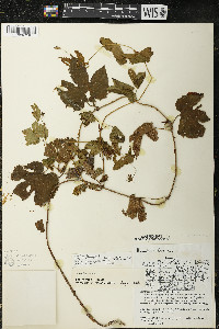 Humulus lupulus var. lupuloides image