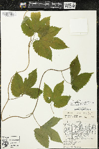 Humulus lupulus var. lupuloides image