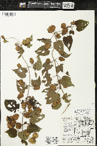 Humulus lupulus var. lupuloides image