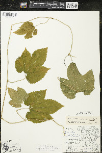 Humulus lupulus image