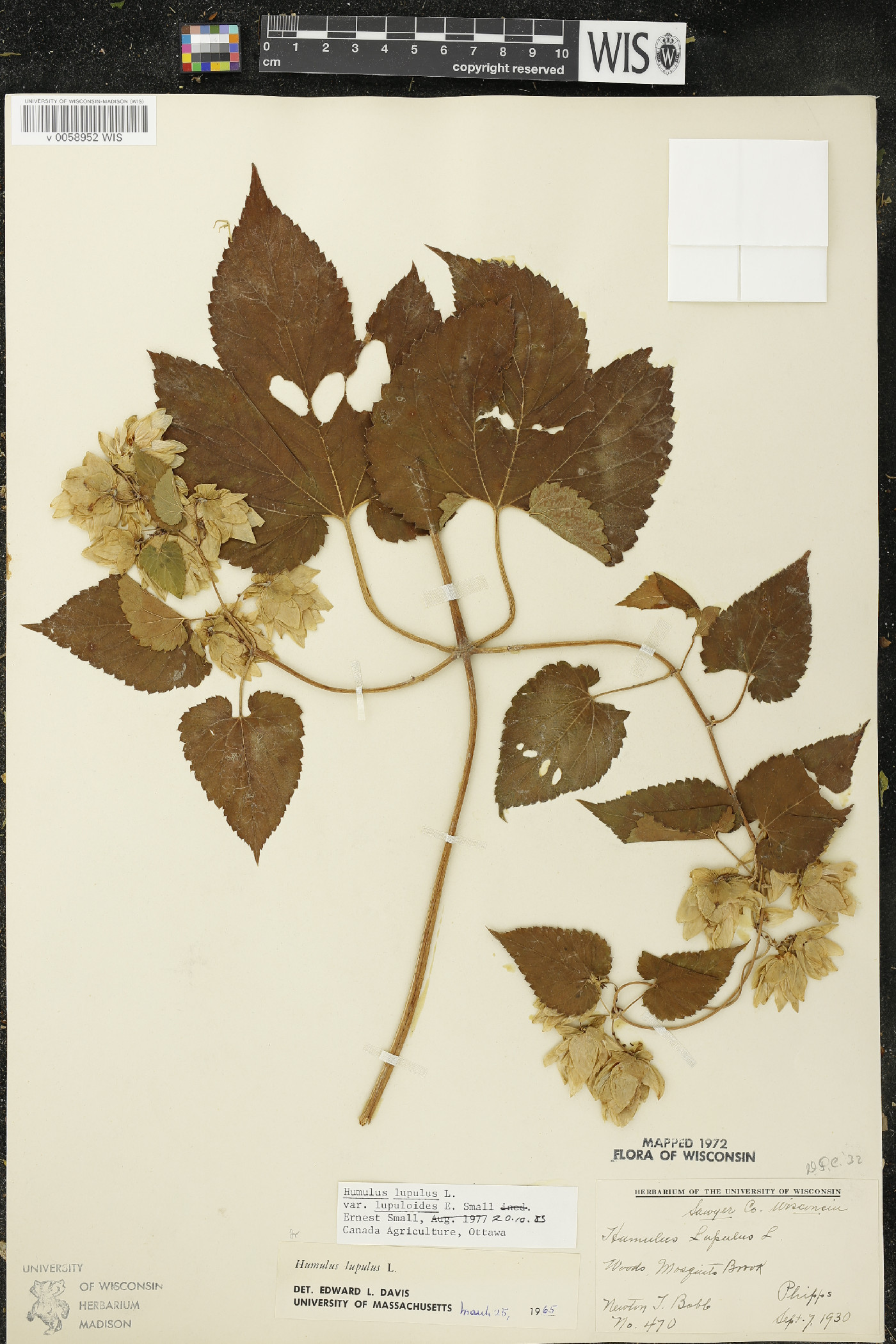 Humulus lupulus var. lupuloides image