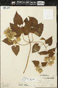 Humulus lupulus var. lupuloides image