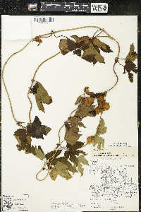 Humulus lupulus image