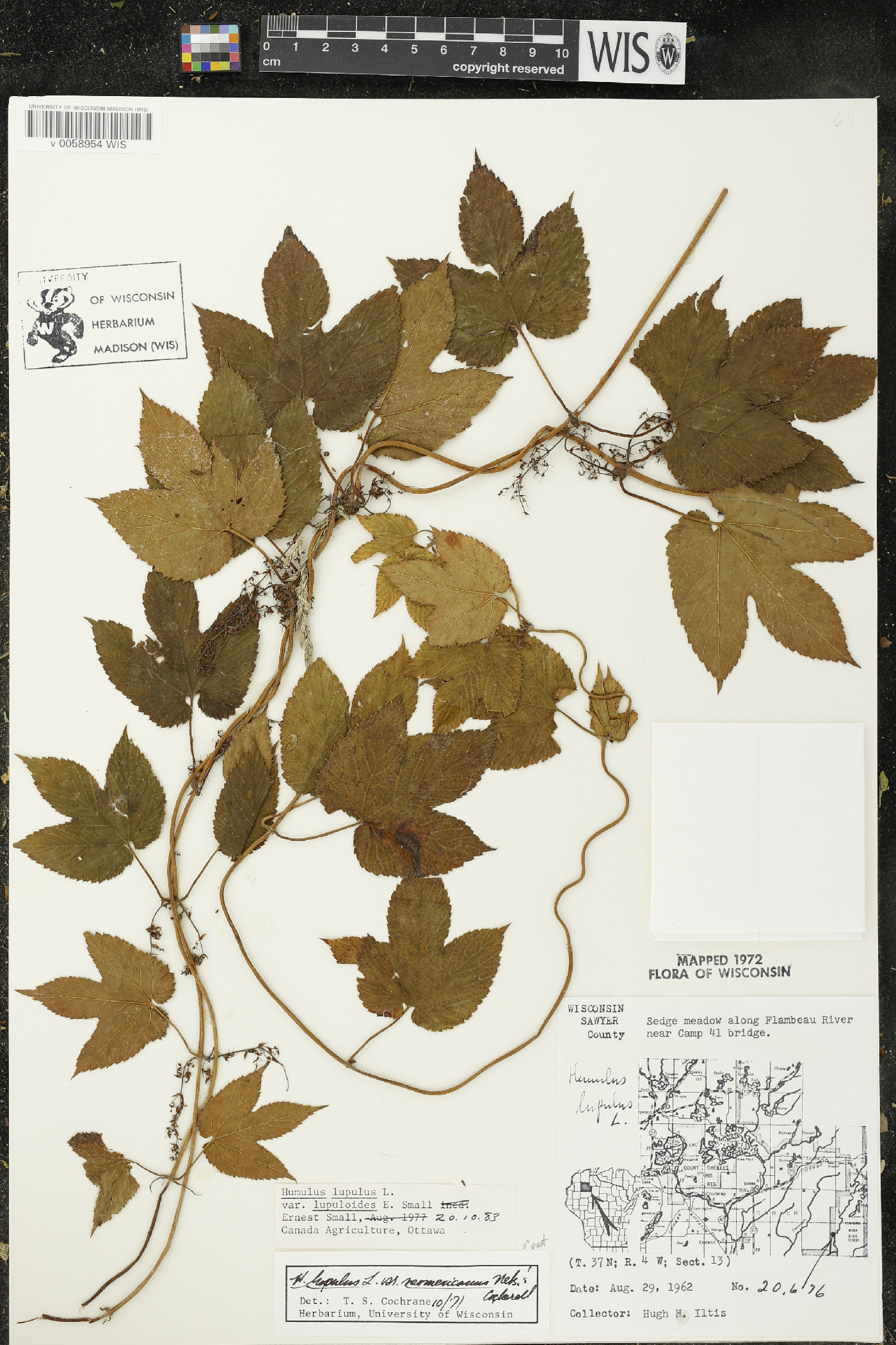 Humulus lupulus var. lupuloides image