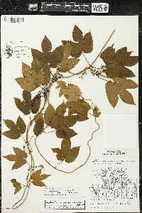 Humulus lupulus image