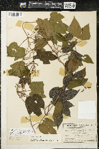 Humulus lupulus var. lupuloides image