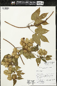 Humulus lupulus var. lupuloides image