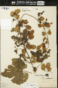 Humulus lupulus image