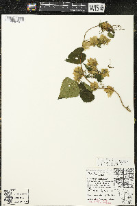 Humulus lupulus var. lupuloides image