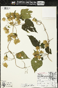 Humulus lupulus image