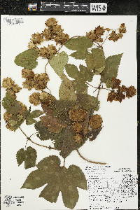 Humulus lupulus var. lupuloides image