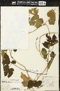 Humulus lupulus image