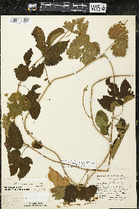 Humulus lupulus var. lupuloides image