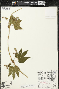 Humulus lupulus var. lupuloides image