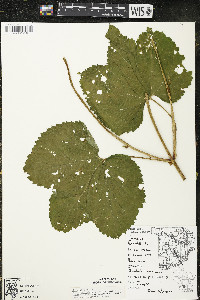 Humulus lupulus var. lupuloides image