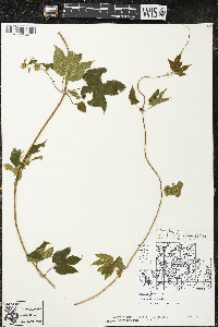 Humulus lupulus var. lupuloides image