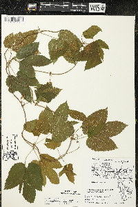 Humulus lupulus var. lupuloides image