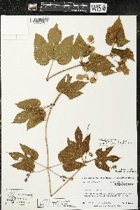 Humulus lupulus image