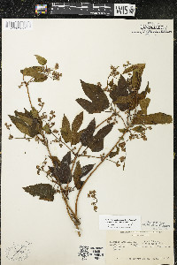 Humulus lupulus var. lupuloides image