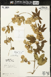 Humulus lupulus var. lupuloides image