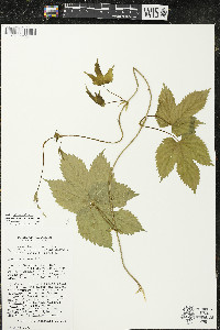 Humulus lupulus var. lupulus image