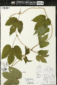 Humulus lupulus var. lupulus image