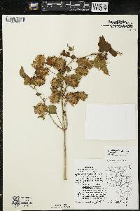 Humulus lupulus var. lupulus image