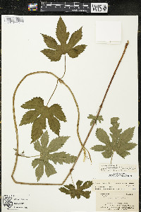 Humulus lupulus var. neomexicanus image