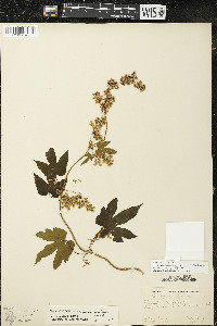 Humulus lupulus var. neomexicanus image