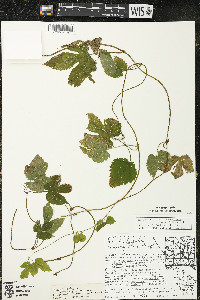 Humulus lupulus image