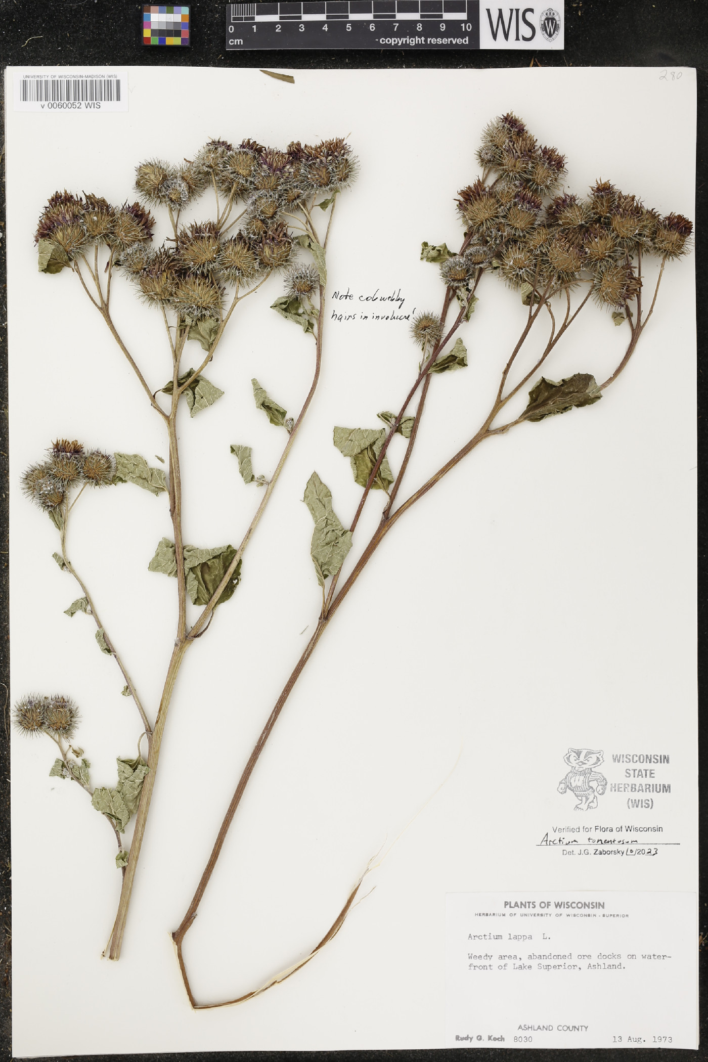 Arctium tomentosum image