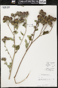 Arctium tomentosum image