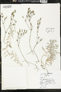 Cerastium tomentosum image