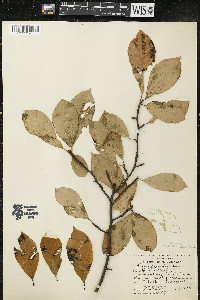 Nyssa sylvatica var. sylvatica image