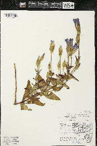 Gentianopsis crinita image